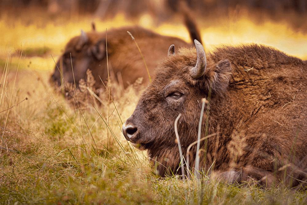 Villiinnytys elvyttää luontoa takaisin eloon post image