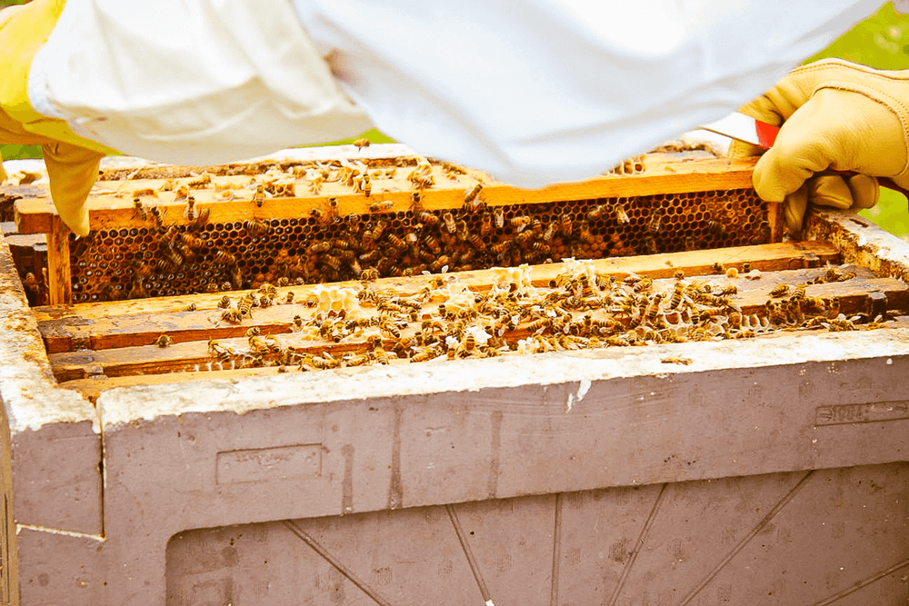 Proteiinipiilaaksosta vaihtoehtoja ruuantuotantoon post image