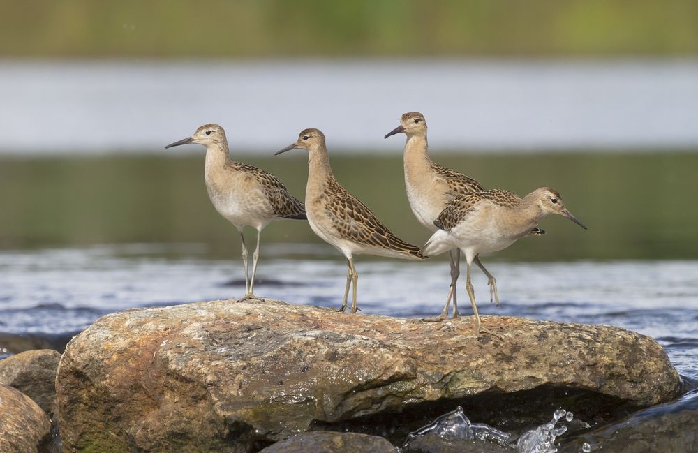 Turvetuotannon vaikutuksia linnustoon ei selvitetä riittävästi post image
