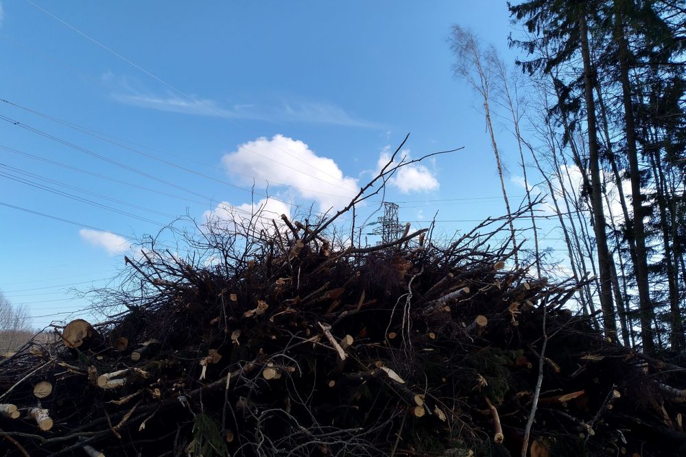 Suomi hämärtää EU:n kestävän rahoituksen tavoitteita metsäpolitiikallaan post image