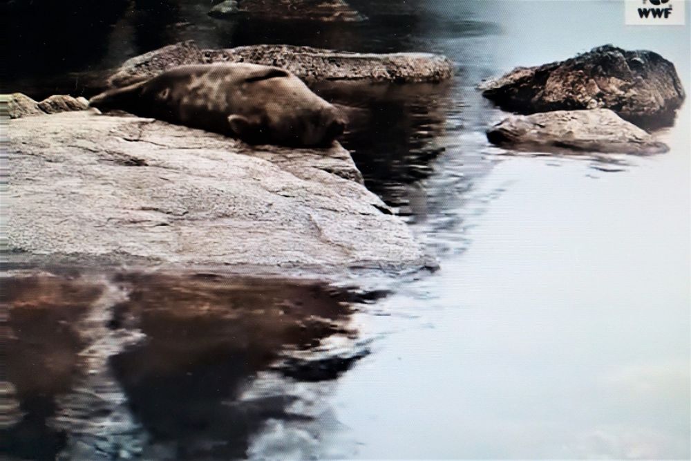 SDP, keskusta ja RKP tyrmäsivät heinäkuun kalastusrajoitukset Saimaan norppa-alueella post image