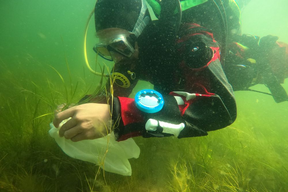 Hiilinieluja etsitään myös meriltä - Metsähallitus ja WWF ennallistavat meriajokasniittyjä post image