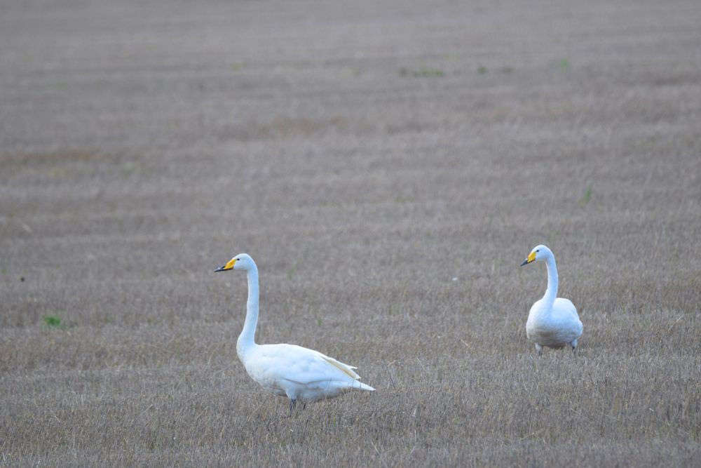 Laulujoutsen pelastui - kuka pelastaisi muut uhanalaiset? post image