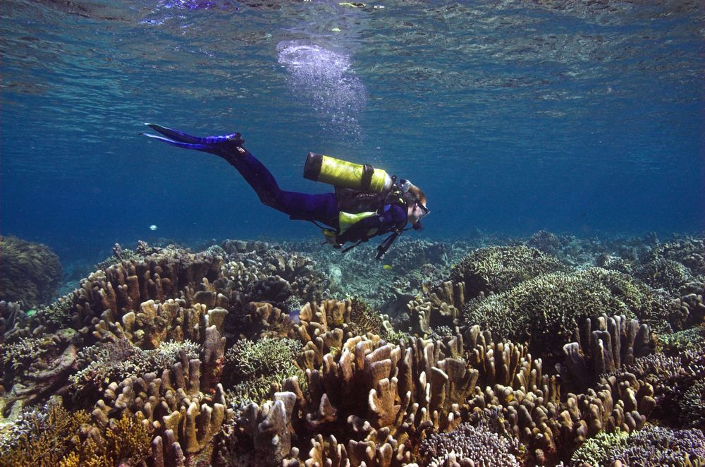 Kaukaisen riutan korallien sitkeä toipuminen antaa toivoa post image