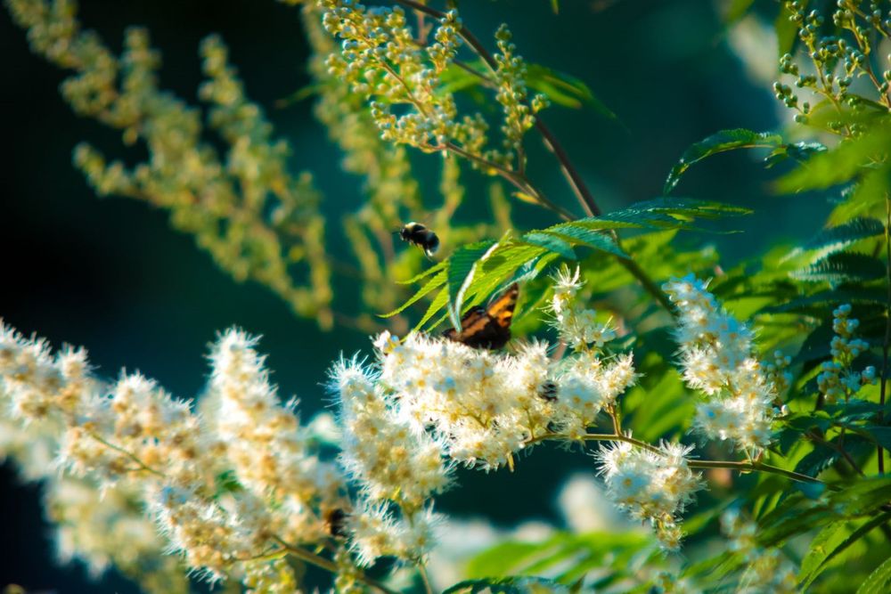 Suomen ensimmäinen kansallinen pölyttäjästrategia laadittu post image