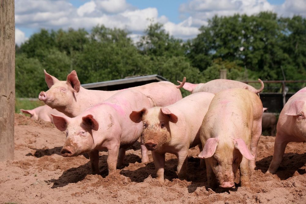 Ruokakriisi vaatii mailta yksituumaisuutta post image