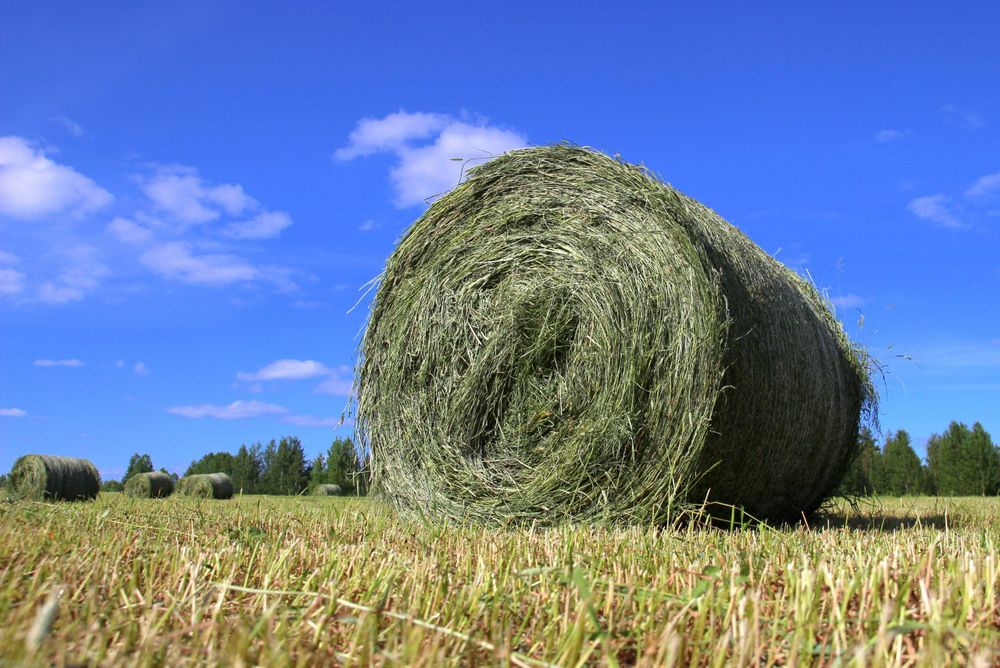 Lannoitevero ja biokaasulaitokset tukemaan huoltovarmuutta post image