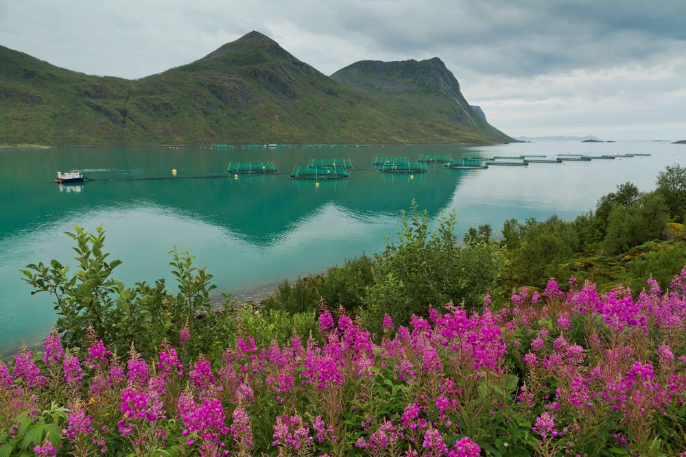 Norjalaisen lohen ennätyshinta turhauttaa kuluttajaa post image