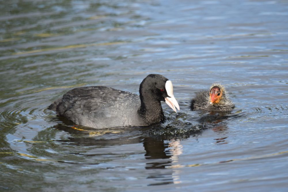 MMM:n riistakeskus päättää metsästysluvista: Uhanalaisia eläimiä sekä suojellaan että ammutaan post image