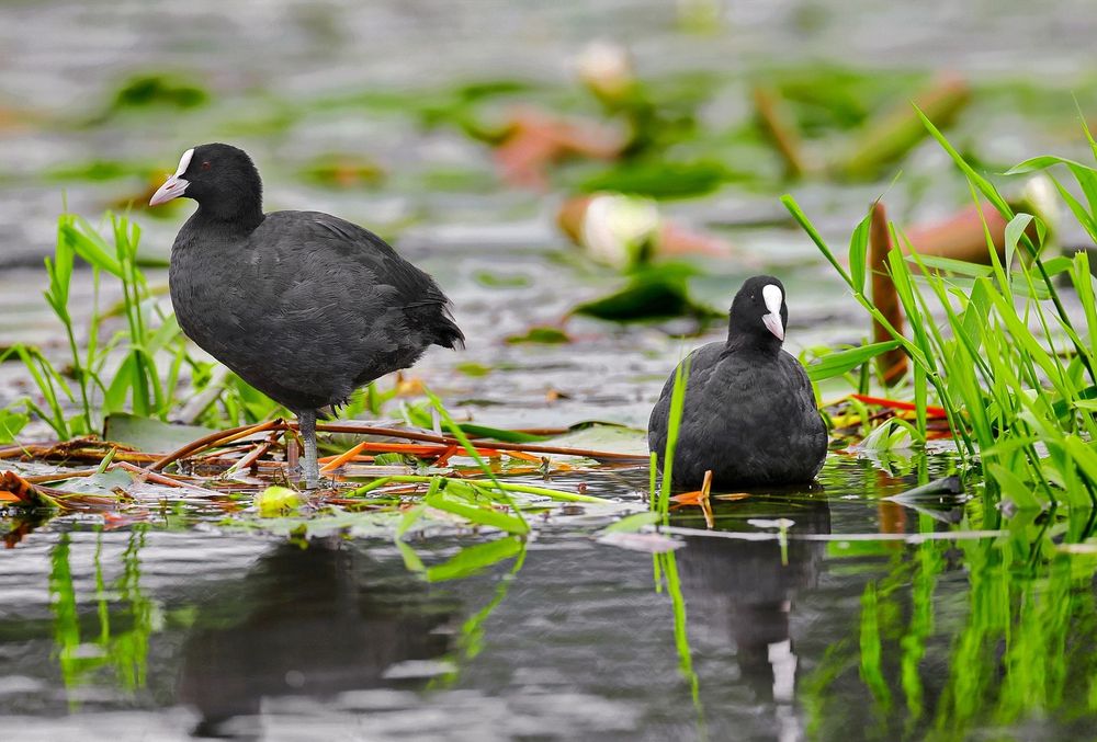 Eläimet eivät äänestä eikä uhanalainen luonto protestoi post image