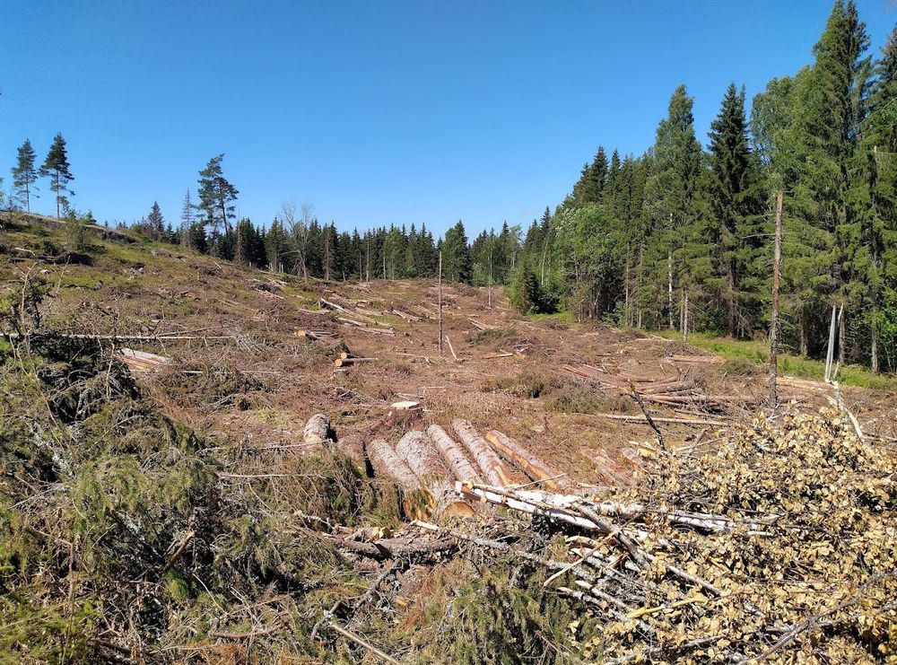 Kemera muuttuu Metkaksi, mutta uudistuksesta puuttuu metsien luontokadon pysäyttäminen ja ennallistaminen post image