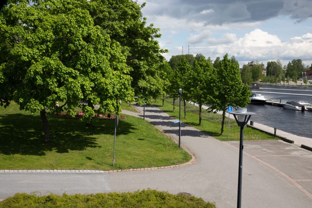 Lisää puita Helsinkiin post image