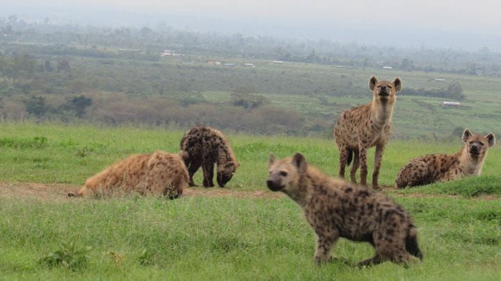Ihmisen suhtautuminen petoihin määrittelee yhteiselon mahdollisuuksia post image