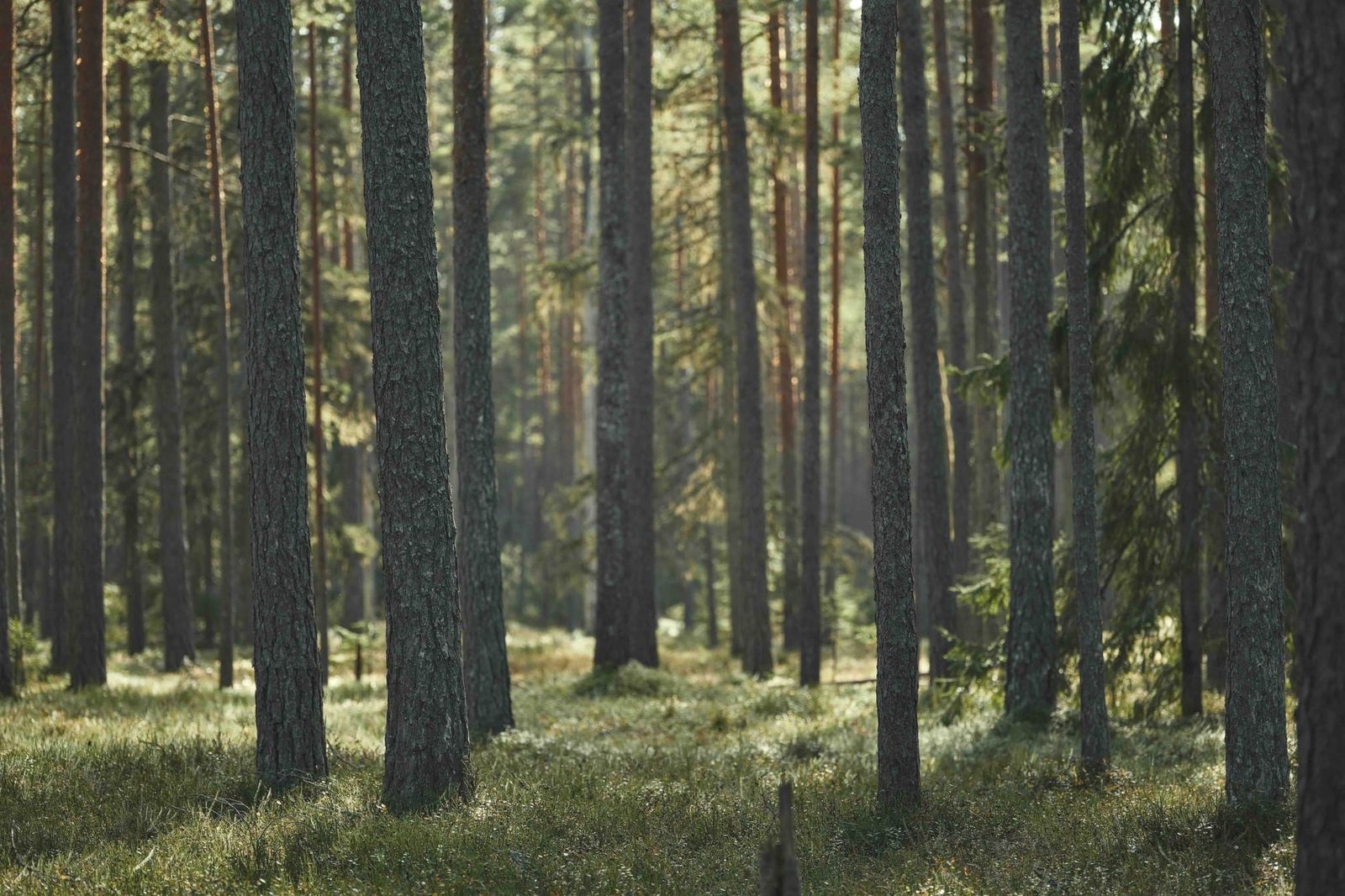 Mitä jos lääkärikäyntisi päättyisi luontolähetteeseen? post image