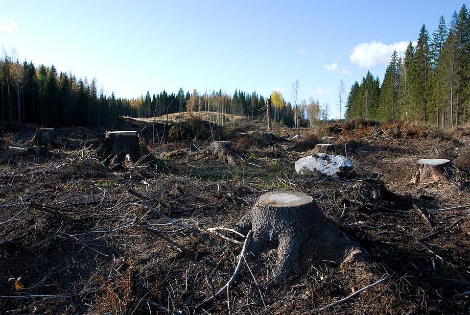 Uusi työkalu auttaa metsänomistajia tekemään ilmastoystävällisempiä päätöksiä post image