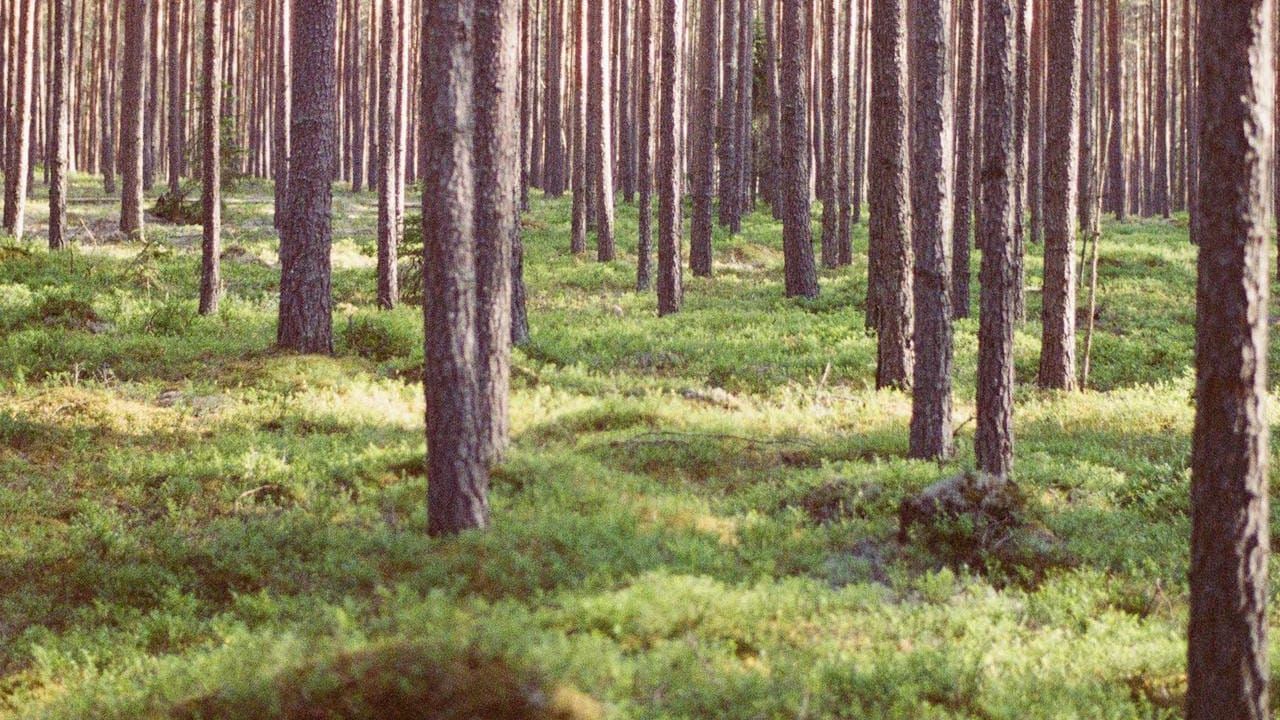 Tutkimus alkaa selvittää uhanalaisten metsälajien tilaa Suomen talousmetsissä post image