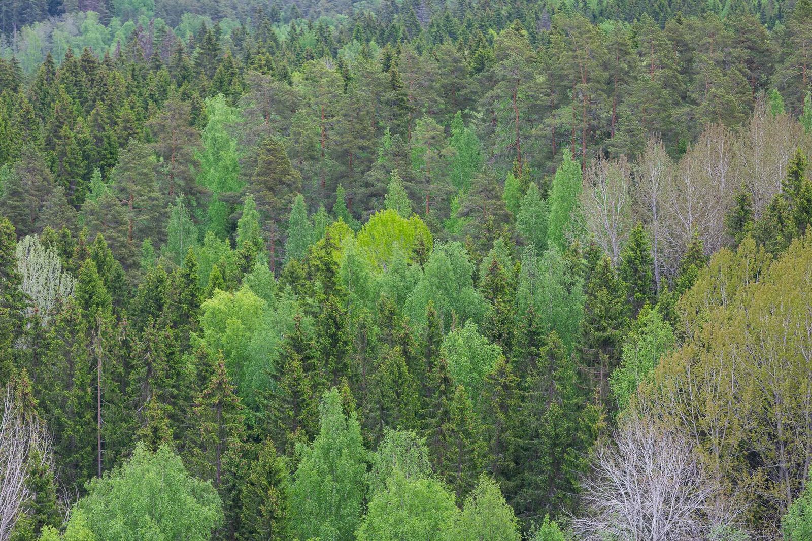 Tutkimus: luontohaittojen hyvitysten koko vaihtelee jopa tuhatkertaisesti post image