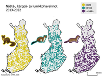 Tutkimus paljastaa, missä näätä, kärppä ja lumikko viihtyvät – elinympäristöt kartoitettiin ensimmäistä kertaa post image