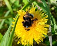 Hyönteiskarkotteiden myrkky häiritsee kimalaisten suunnistuskykyä post image