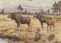 Historiallinen aineisto auttaa luonnon monimuotoisuuden ymmärtämisessä post image