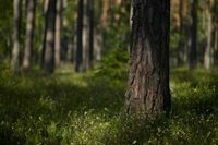 “Luonnon tila ei parane tilastomuutoksilla” – Greenpeace tyrmää Metsähallituksen suojeluesityksen post image