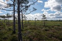 Suomen valtioenemmistöisen Neovan turvekiista kärjistyi Ruotsissa – suomalaisaktivistia uhkaa maahantulokielto post image