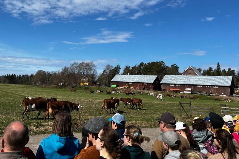 Viikin lehmien laitumellelasku saa rinnalleen mielenilmauksen maidontuotannon varjopuolista post image