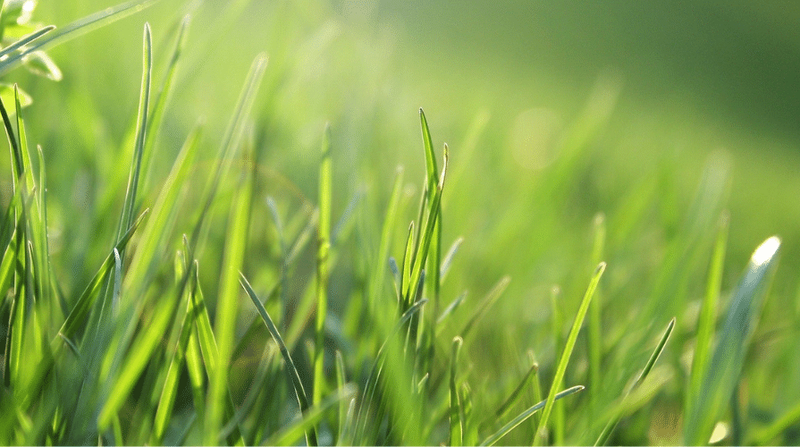 Viljelijöille on tulossa uusi kannustin pellon fosforitason alentamiseen post image