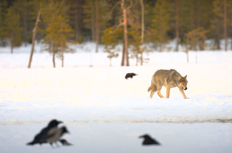Eduskunta avasi oven suurpetojen metsästykselle post image