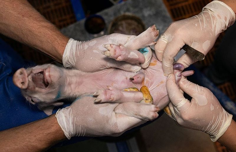 Tietopyyntö paljastaa: lihatalojen lobbaus johti kastraatiokiellon perumiseen post image