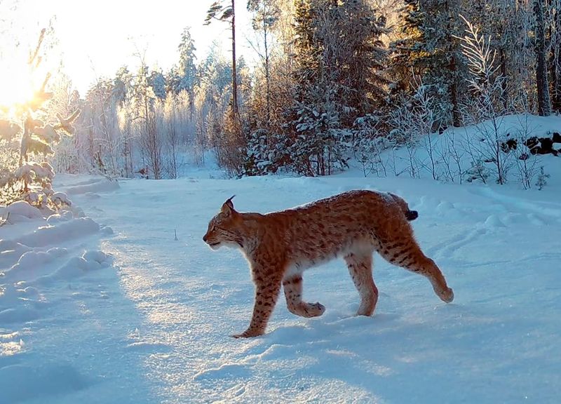 Ilves on hyvä sopeutuja - monimuotoiset metsät menestyksen ytimessä post image