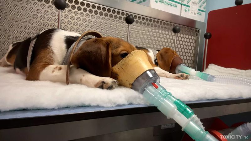 Uusi materiaali paljastaa, että EU:n edellyttämät eläinkokeet aiheuttavat vakavaa kärsimystä post image