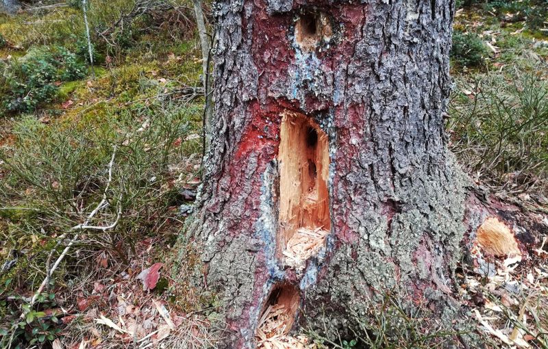 Maa- ja metsätalousministeriöllä ennätysvahva ote ympäristöpolitiikassa post image