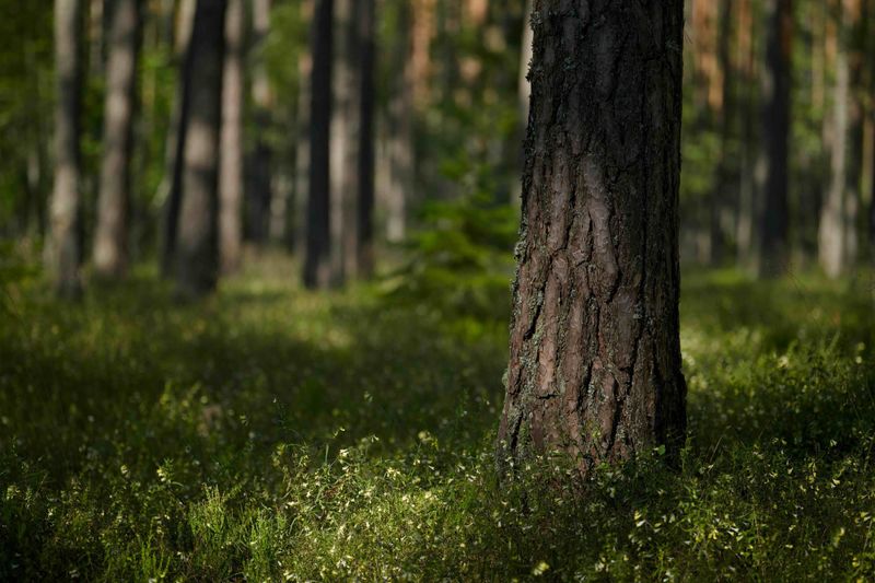 “Luonnon tila ei parane tilastomuutoksilla” – Greenpeace tyrmää Metsähallituksen suojeluesityksen post image