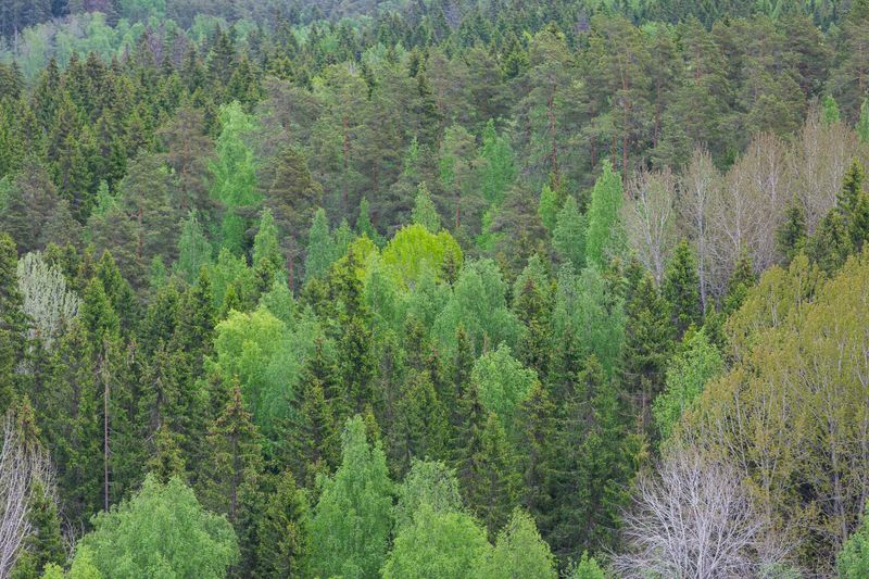 Tutkimus: luontohaittojen hyvitysten koko vaihtelee jopa tuhatkertaisesti post image