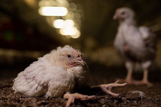 Broileribarometri: Lähes puolet suomalaisista tietää broilereiden kärsivän, silti kanaa syödään entiseen tahtiin post image