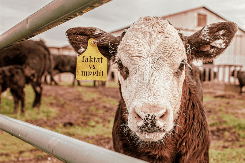 Oatlyn maitomyytit ja Helsingin Sanomien faktat Verden faktantarkistuksen puntarissa post image