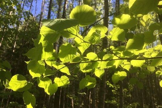 Ilmastopaneeli kiirehtii toimia hiilinielujen vahvistamiseksi post image