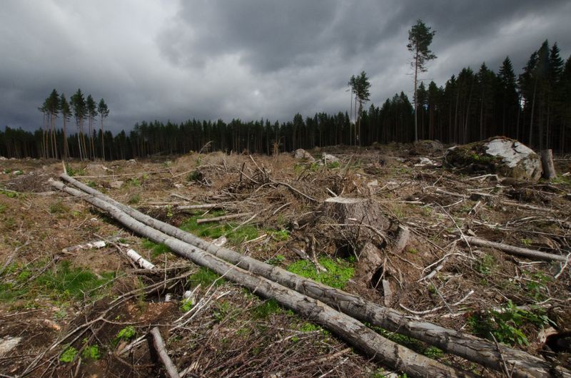 Avohakkuiden vähentäminen valtion metsissä etenee kansalaisaloitteen suuntaan post image