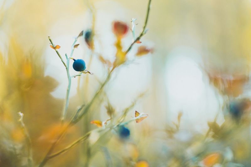 Ekologinen kompensaatio – harjoitus, jonka olisi syytä onnistua post image