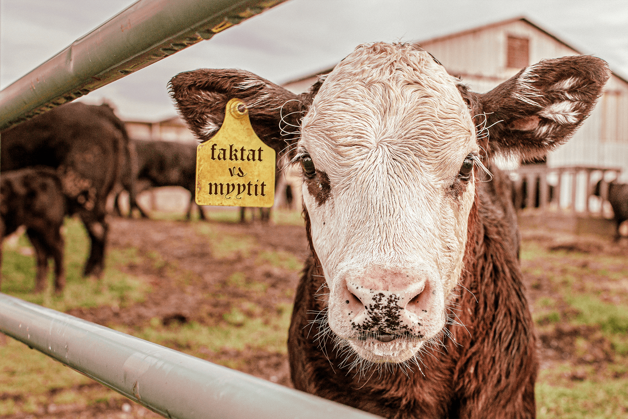 Oatlyn maitomyytit ja Helsingin Sanomien faktat Verden faktantarkistuksen puntarissa