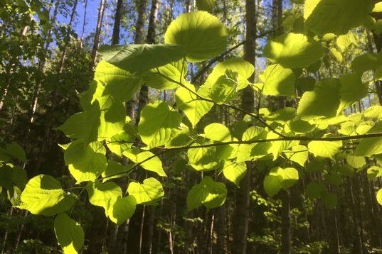 Ilmastopaneeli kiirehtii toimia hiilinielujen vahvistamiseksi