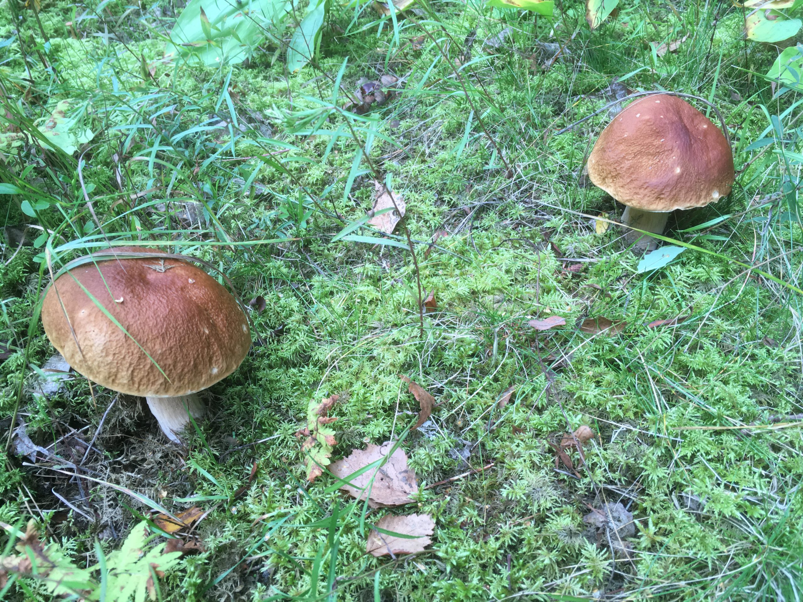 Metsät voivat tuottaa ruokaa, sitoa hiiltä ja puhdistaa vettä