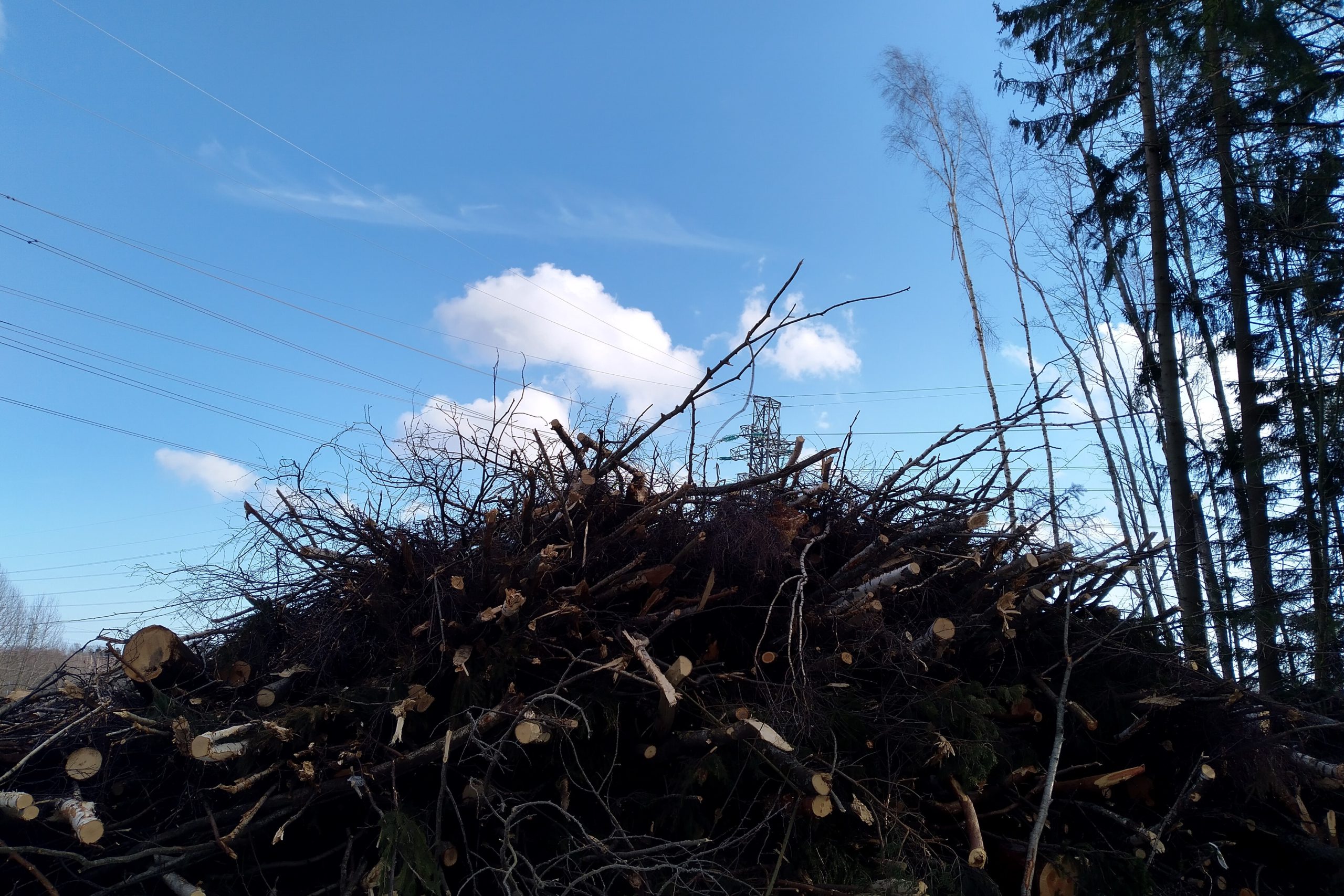 Suomi hämärtää EU:n kestävän rahoituksen tavoitteita metsäpolitiikallaan