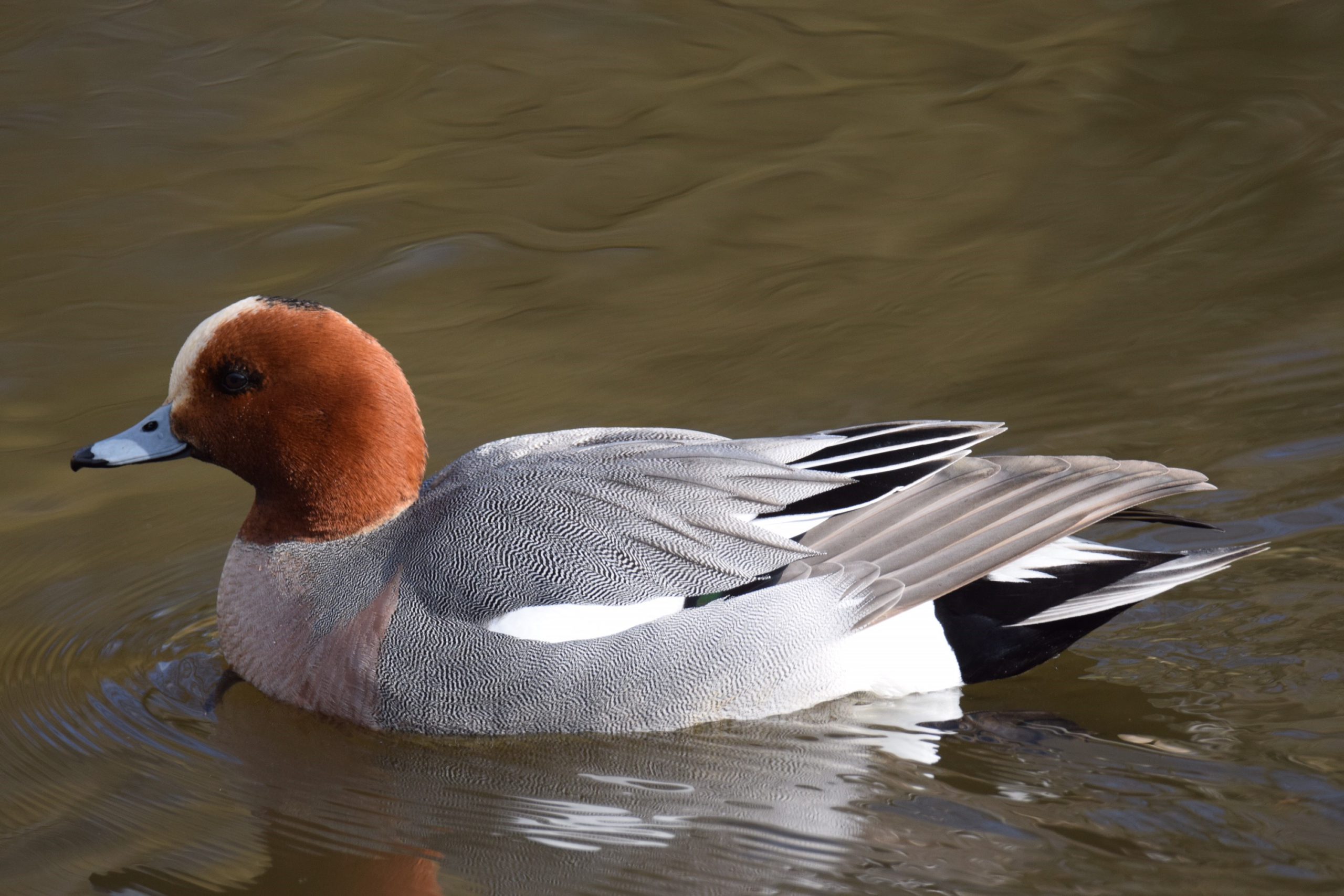 Uhanalaisia riistalintuja, suojeltuja valkoposkihanhia - säädöksiin pitäisi saada määräaikaista tarkastelua