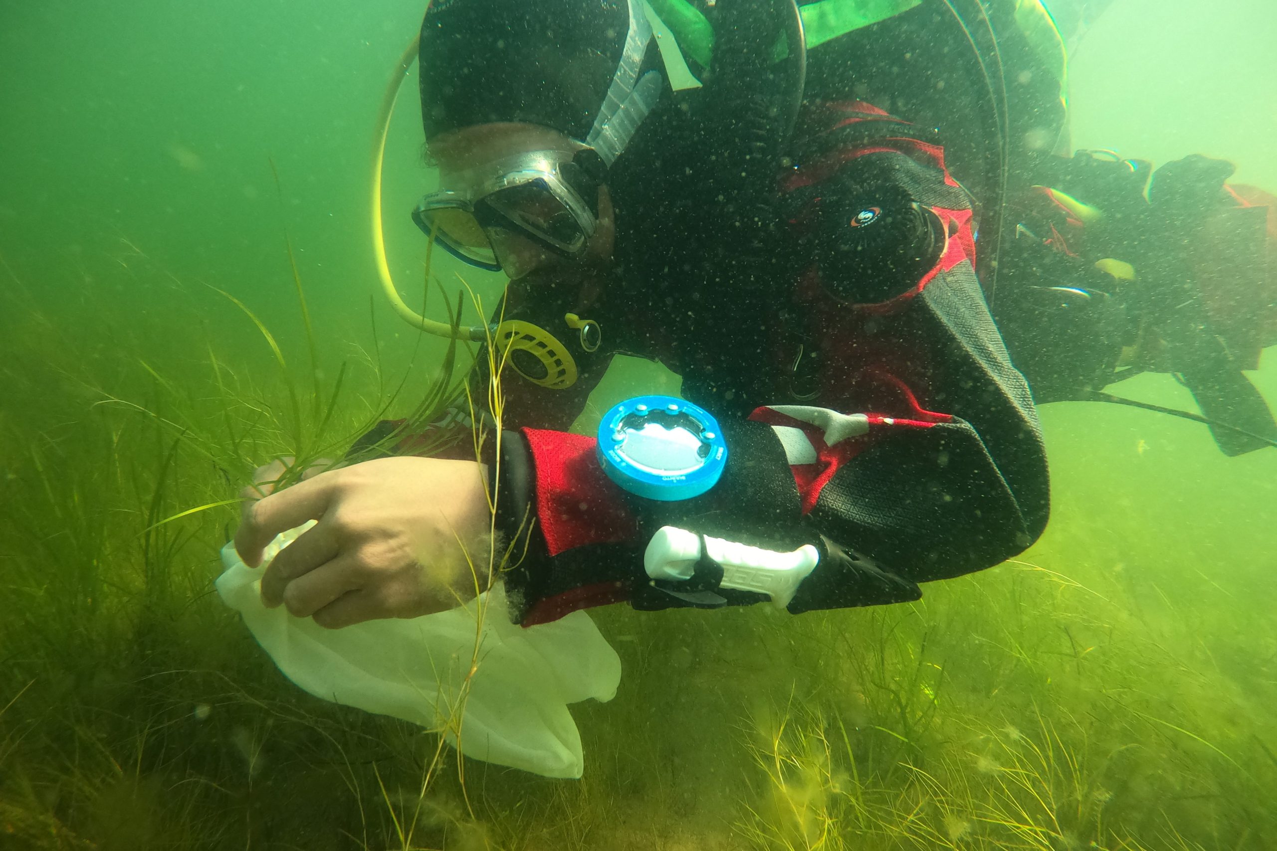 Hiilinieluja etsitään myös meriltä - Metsähallitus ja WWF ennallistavat meriajokasniittyjä