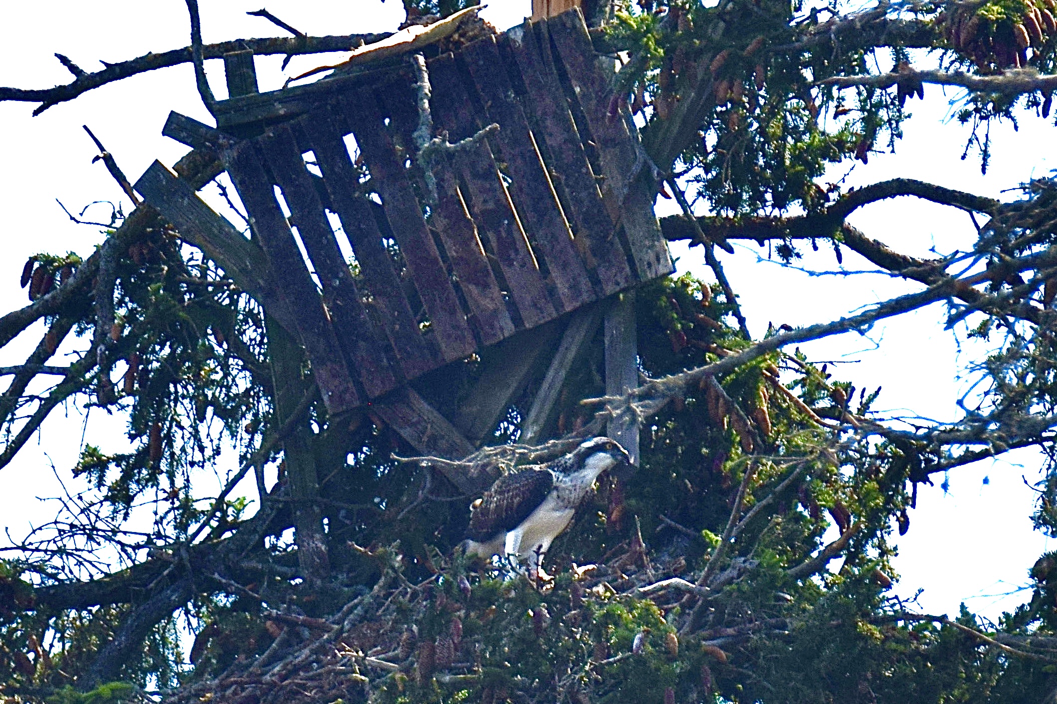 Luontokato ei tullut yllätyksenä, nyt aikaa ei ole liikaa