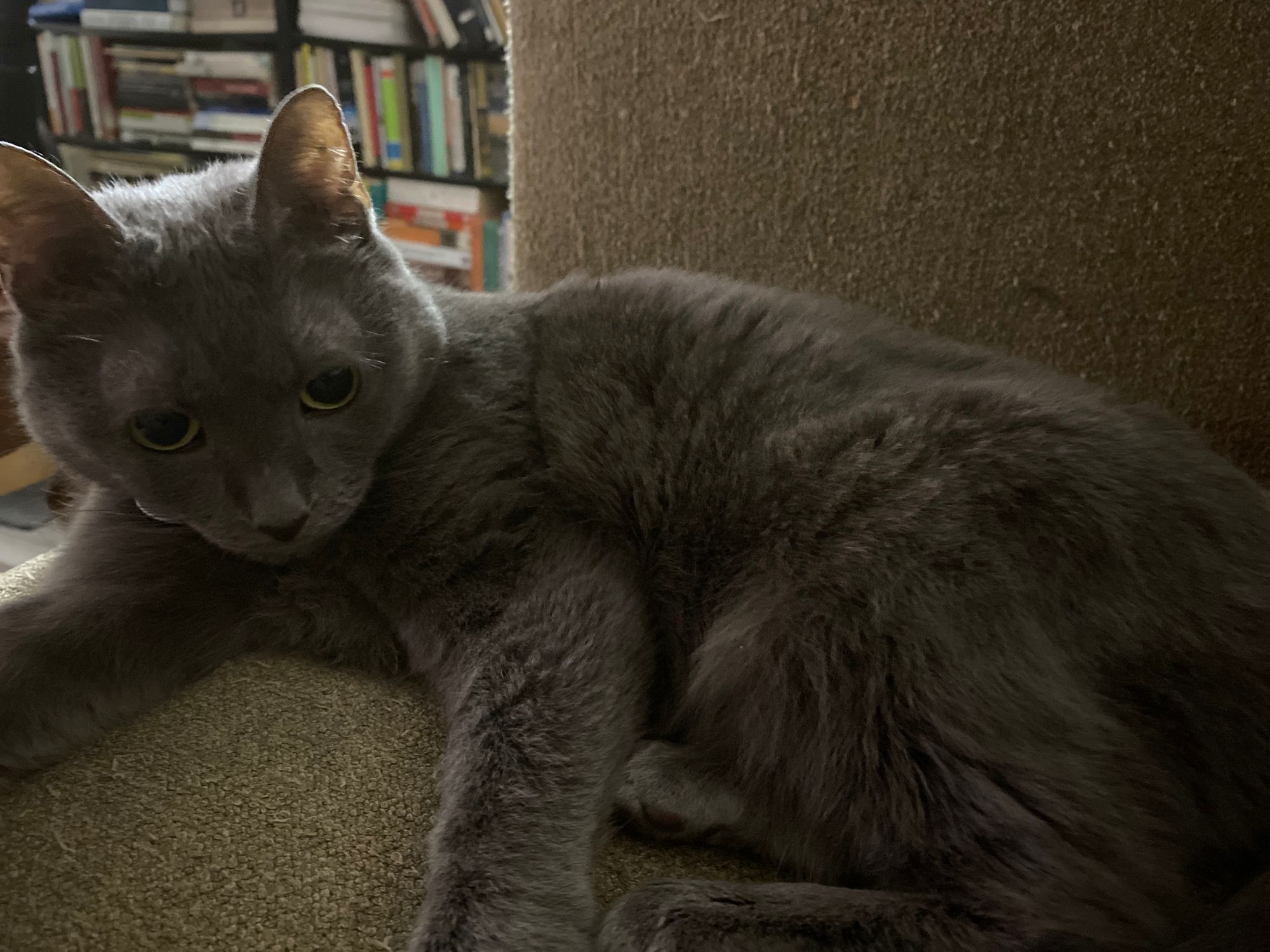 New roommate