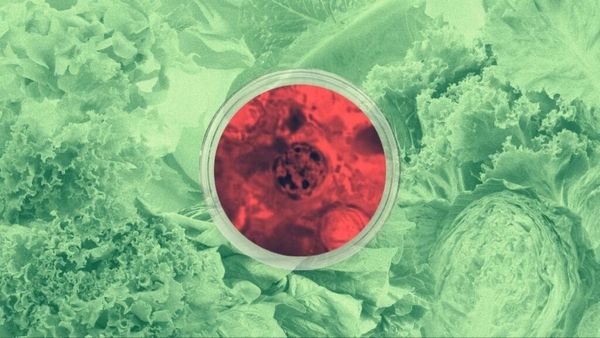 Vast produce supply chain complicates tracking food safety in the Midwest