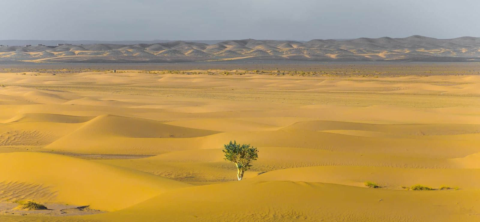 Image of a lone tree standing in a desert.